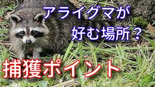 【対策】アライグマを捕獲するポイント（メス捕獲編）