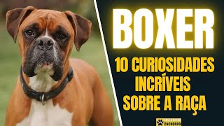 10 CURIOSIDADES SOBRE A RAÇA BOXER