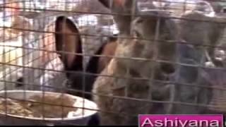 Dr.Migdad Ashiyana Rabbit farm # 9  Nehru Award Winner: Rabbit Farming Class part 1