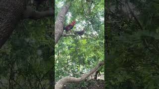 PIKAT AYAM HUTAN DAN BETINA #ayamhutan