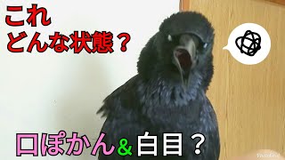 【嘴研ぎ】砥石でカラス幅くちばしを削りたい💧 カラスにフェイントかけてみたw 20190322、カラス＆猫