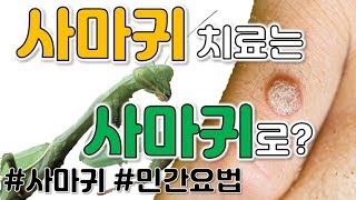 사마귀는 사마귀를 먹을까?  [코코보라 지식인]