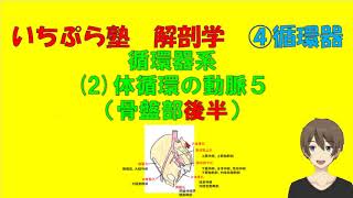 【いちぷら塾】解剖学　4循環器系　2体循環の動脈５　（骨盤部後半） #あん摩マッサージ指圧師、鍼灸師