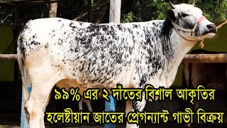 ৩৪৬৯ নং ৯৯% এর ২ দাঁতের বিশাল আকৃতির হলেষ্টীয়ান জাতের প্রেগন্যান্ট গাভী বিক্রয় 01308-373487 imo