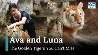 From Viral Social Media Sensations to Star Attractions: Ava and Luna, the Golden Tigers | AO1G