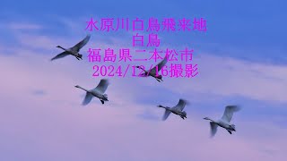 水原川白鳥飛来地 白鳥　福島県二本松市　2024/12/16撮影