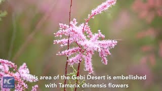 Tamarix chinensis flowers burst into full bloom in NW China