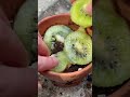 kiwis the fruit that looks most like a…okay nvm🥝🥹 growing kiwi plant fact howtowithjessie