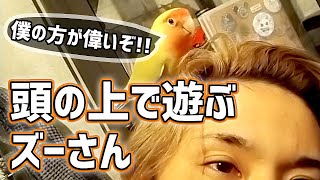 【コザクラインコ】僕の方が偉いぞ！アピールがすごいズーちゃん