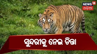 Satkosia: ବାଘୁଣୀ ସୁନ୍ଦରୀର ଭବିଷ୍ୟତକୁ ନେଇ ଆଶଙ୍କା,ଚିନ୍ତା ବଢ଼ାଇଲା ଏନଟିସିଏର ରିପୋର୍ଟ | NEWS 18 MAHANAGAR