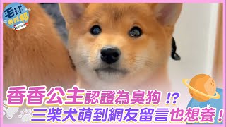 香香公主認證為臭狗 !?   三柴犬萌到網友留言也想養!