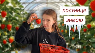 Збираємо величезну полуницю ВЗИМКУ в Китаї 🍓Моя спроба зробити фрукти в склі, щось пішло не так😅