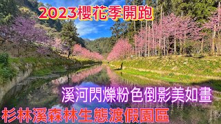 2023/3/11 南投杉林溪森林生態渡假園區-2023櫻花季開跑，溪河閃爍粉色倒影美如畫