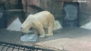 ホッキョクグマに氷の「お中元」…鹿児島