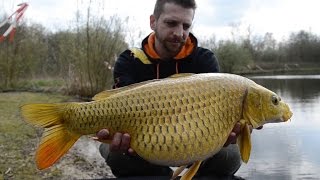 De Karperhoeve zet 3 nieuwe koi karpers uit