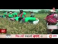 করোনার প্রভাবে শ্রমিক সংকটে দরিদ্র কৃষকদের ধান কেটে দেয়ার কর্মসূচি কৃষক লীগের krishok league