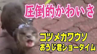 【桂浜水族館】おうじ君ショータイムー華麗なる数々の技をイケメン飼育員さんの解説を添えてー