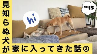 【迷子犬】見知らぬ犬が家に入ってきた話③〜遂に家の中に！〜【#15】#保護犬 #多頭飼い #バリ #ぱんはな家の日常