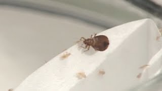 Community speaks on bed bugs found in computer at Northside High School in Jacksonville