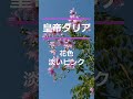 皇帝ダリア　 shorts　 開花時期　＃草丈６ｍ　 短日植物　＃花言葉　＃乙女の真心 乙女の純潔 淡いピンクの花　 皇帝ダリア