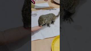 Kasih Anak Babi Makan Aple, Lucu #breeding #penangkaran #hewan #videoshort #viralvideo