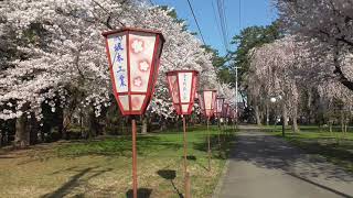 芦野公園　桜【青森県・五所川原市 金木町】　2021.04.22