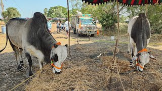 నాదెండ్ల నాలుగు పళ్ళ విభాగానికి వచ్చిన గిత్తలు || కొమ్మన బోయిన శ్రీకాంత్ గారు ఈపురుపాలెం గ్రామం