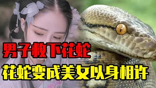 民间故事：男子救下花蛇，花蛇变成美女以身相许