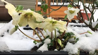 January small garden update (winter)7/1/2025🪴❄️☃️