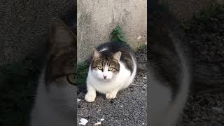 Anne dışarı çıkıyorum #keşfet #kedi #cat #catlover #catvideos #funny #sevimlipatiler #kedivideoları