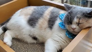 猫動画　猫カフェ『コックンの別荘』よしよし猫ちゃんパーツ２