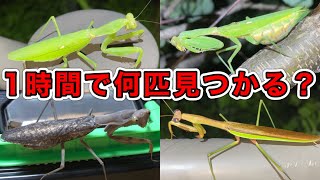 カマキリだらけの公園で1時間本気でカマキリ探したら何匹見つかるのか？