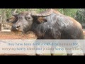 14 interesting things you should know about water buffalo