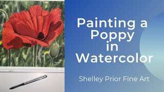 Painting a Poppy in Watercolor