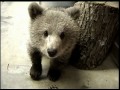 grizly bear cub u0026 wolf cub playing c denmortube