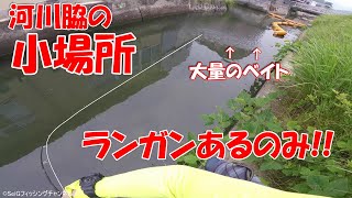 【シーバス・チヌ】河川・河口を移動しながら釣れそうな場所狙ってみた。