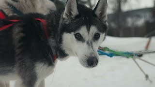 Sled Dogs With Alaskan Huskies | North of Alaska