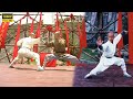 Two Kung Fu masters competed in the ring, but unexpectedly the result was a draw!