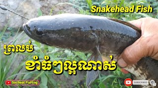 ពេលព្រលប់ខាំធំៗល្អ - Snakehead fly fishing 🎣 - Best hook fishing 🎣 - ប្លង់ព្រែកខ្មែរ