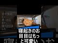 白目で眠るキモカワ猫 shorts