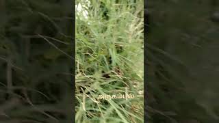 Arugampul🌿in our terrace garden🪴 | Scutch Grass #shorts#shortsvideo#shortsfeed