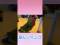 【鏡で遊ぶ、楽しいコザクラインコ】 shorts コザクラインコ ちゅぴごま 一人遊び