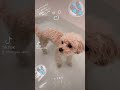 お風呂に入ったよmaltipoo　マルプーおとみちゃん　可愛い　トイプードルとマルチーズの子供　生後2年　成犬　可愛い　littledog　cutedog　ショート動画