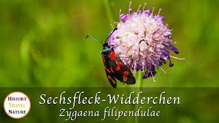 Schmetterlinge und Falter - Sechsfleck-Widderchen - Zygaena filipendulae