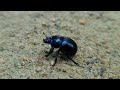 close up of the common dung beetle nahaufnahme vom gemeiner mistkäfer