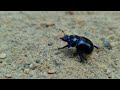 close up of the common dung beetle nahaufnahme vom gemeiner mistkäfer