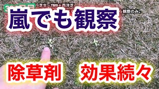 【芝生壊滅・TM9＋西洋芝】321日目　春の嵐か！？嵐と花粉で身の危険を感じながら観察のみ。