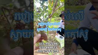 របៀបប្រើប្រាស់ជី លើដំណាំ កៅស៊ូ ស្វាយ និងដើមស្វាយចន្ទី