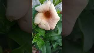 Allamanda cathartica  (suvarn ranashing )