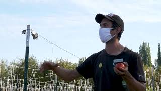 Growing tomatoes WATER-FREE! Dry farming deep-dive at 21 Acres